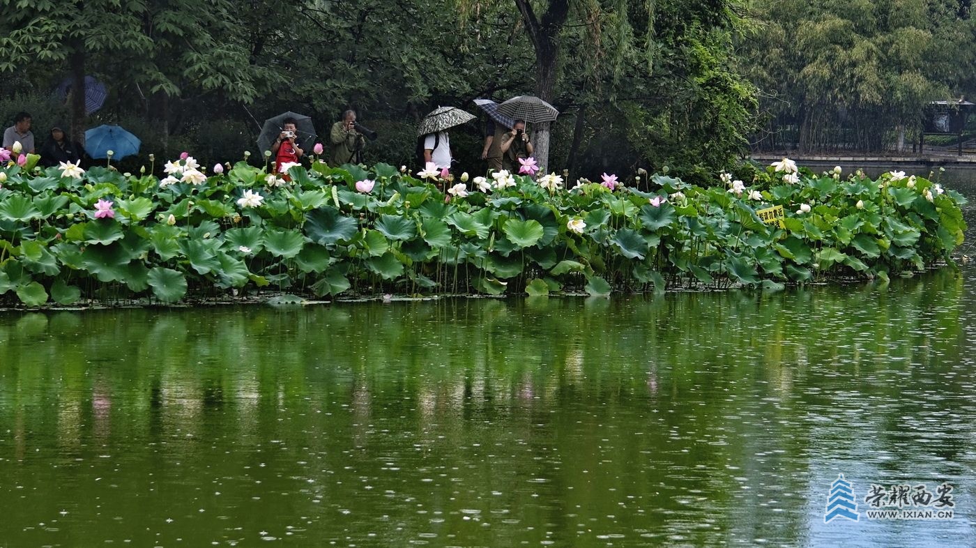 _D丰庆公园赏荷46.JPG