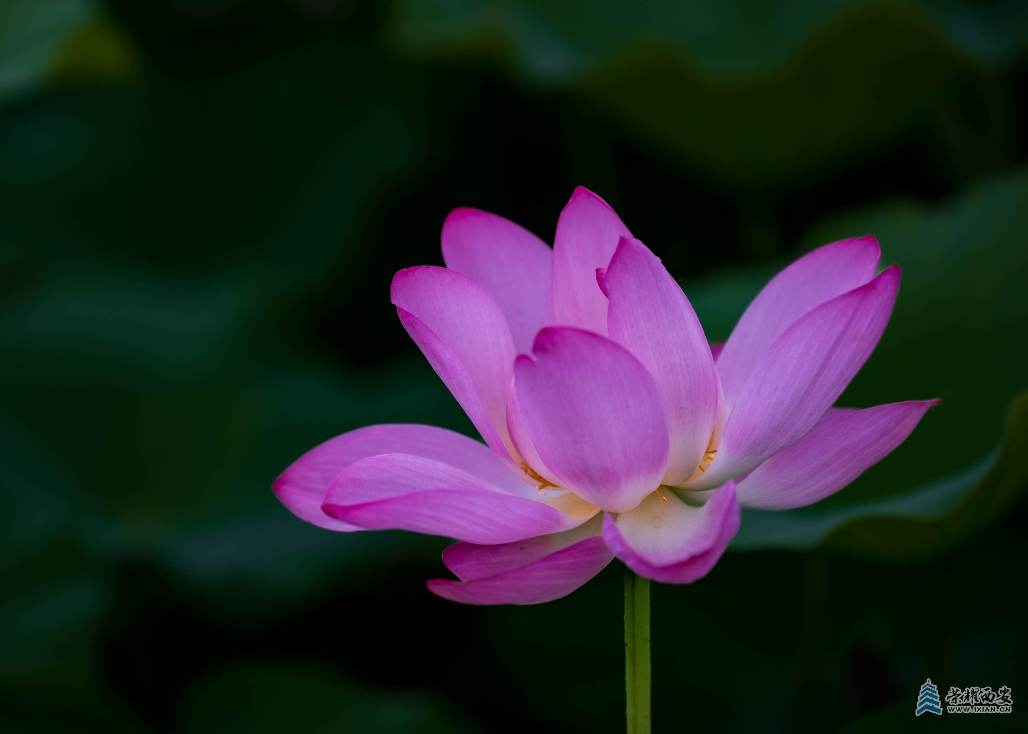 DSCF1381.jpg