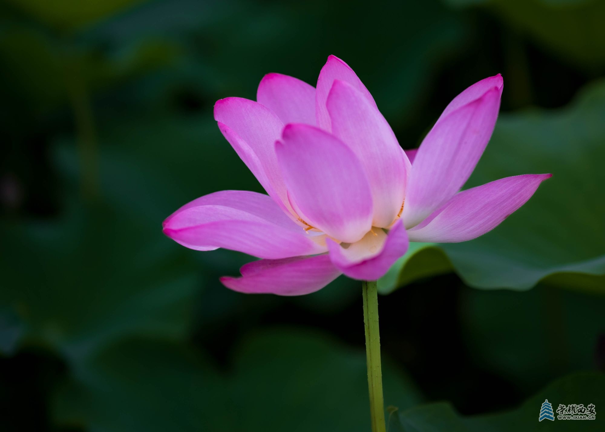 DSCF1383.jpg