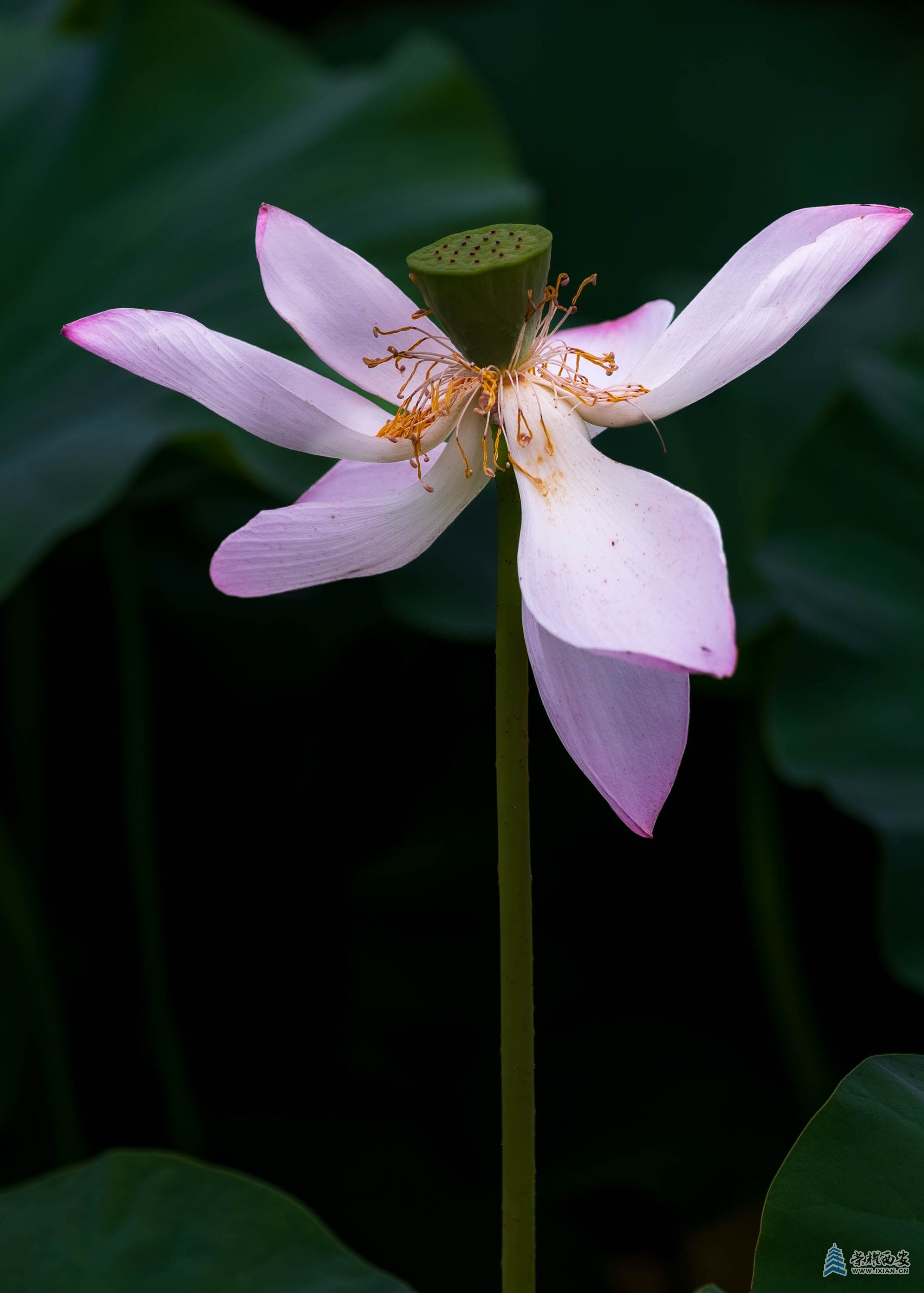 DSCF1385.jpg