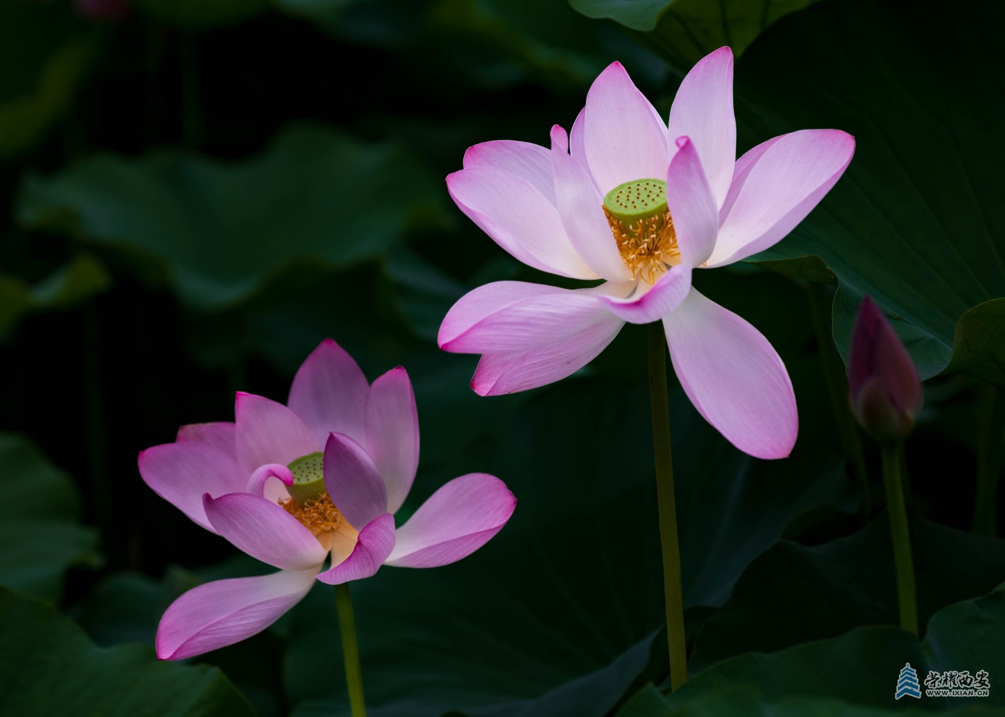DSCF1386.jpg