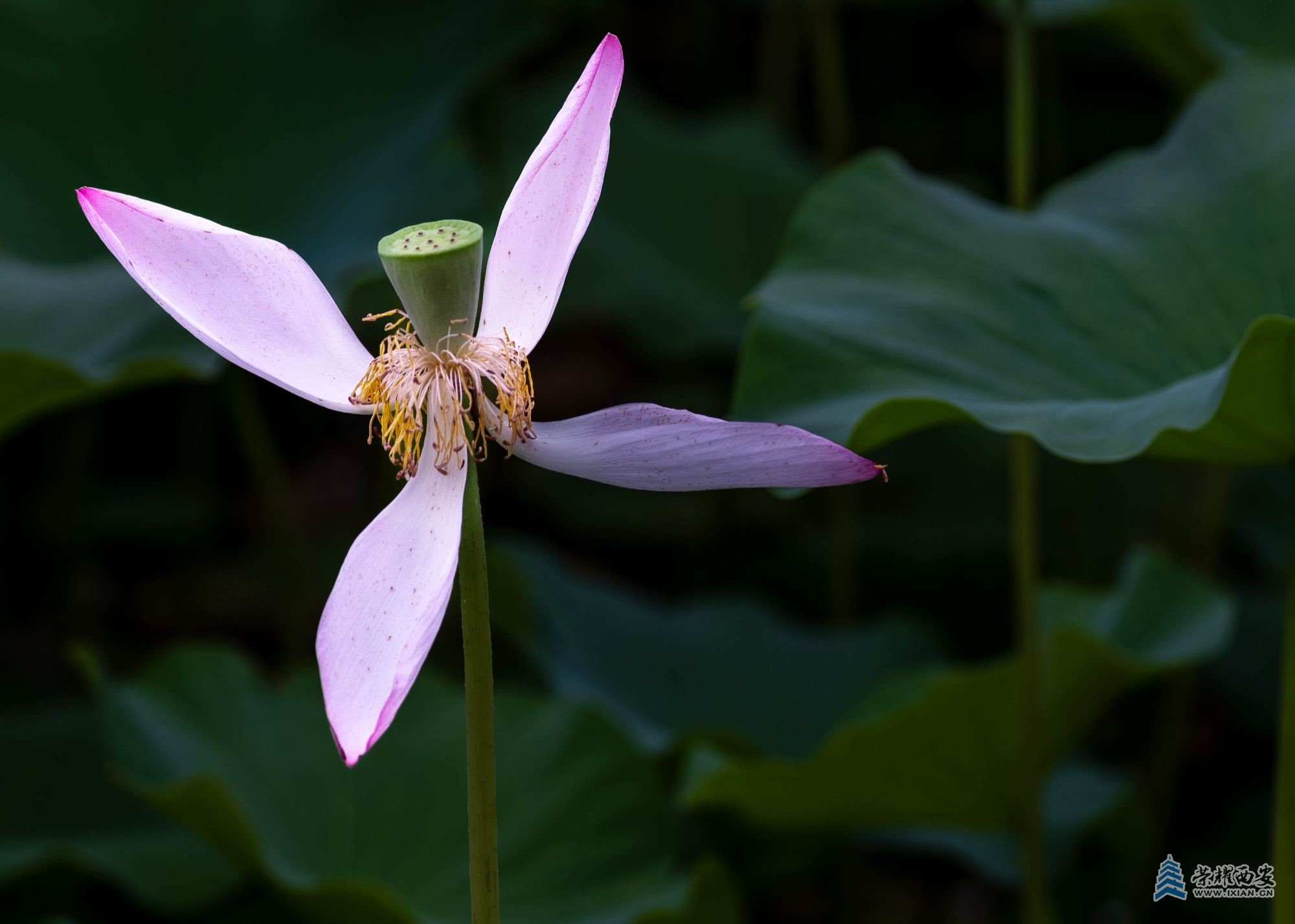 DSCF1387.jpg