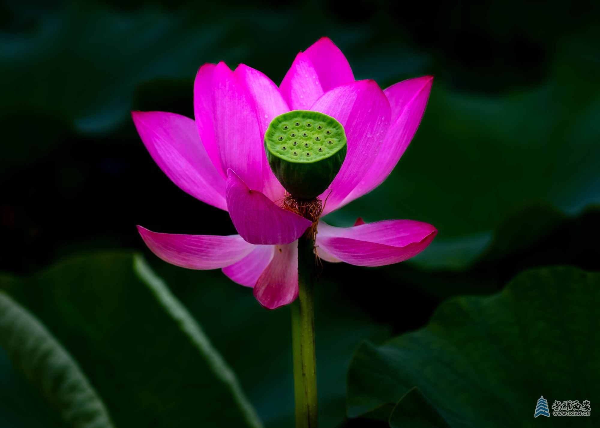 DSCF1390.jpg