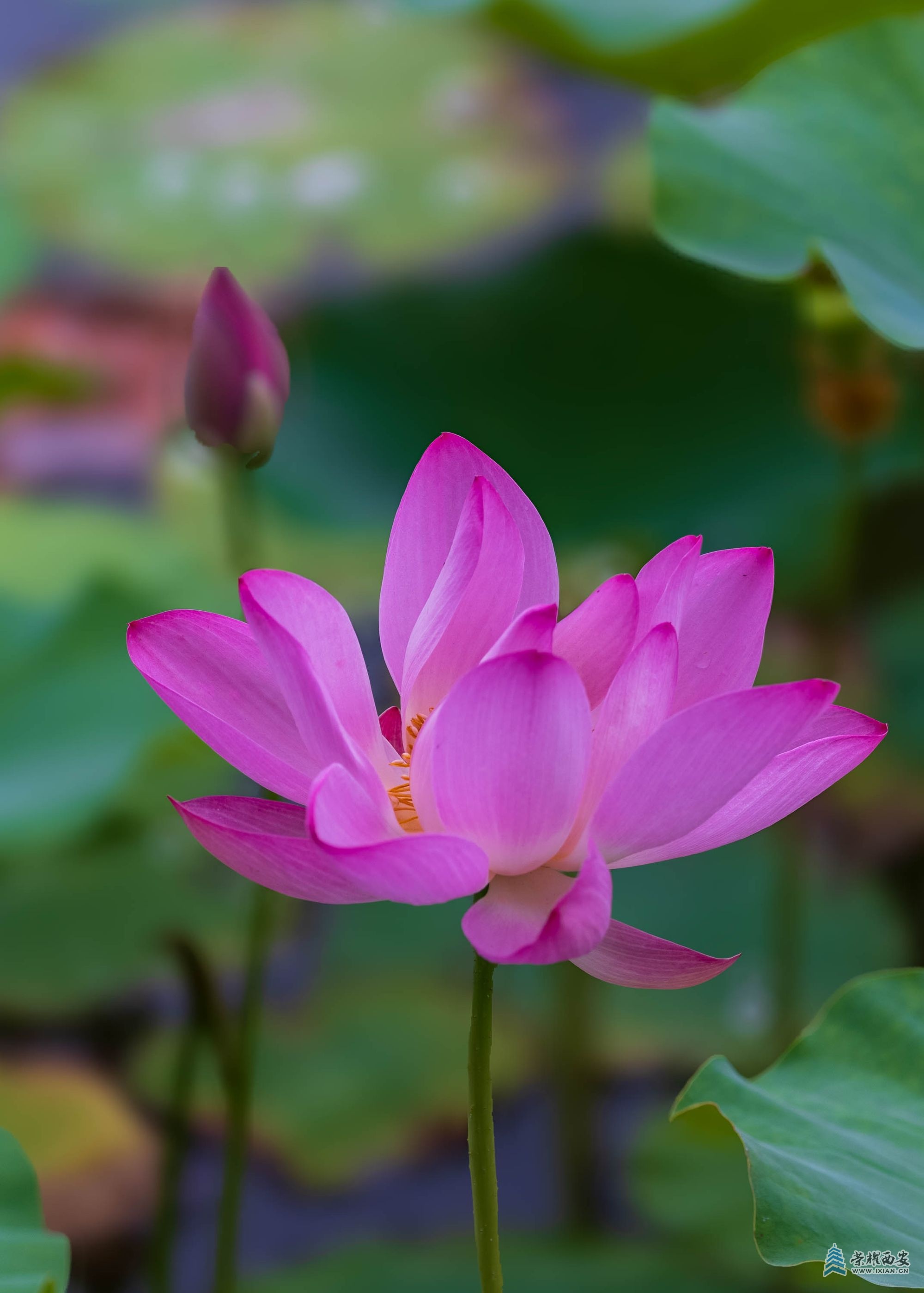 DSCF1393.jpg