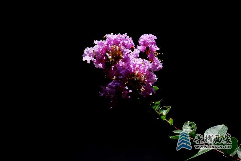20250725214104front2_0_627177_Fo8ImH32coo9KLz8GY-q8T2WTh-r.jpg