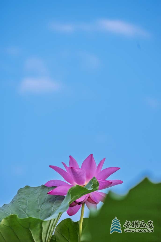 宮崎駿風(fēng)格的荷
