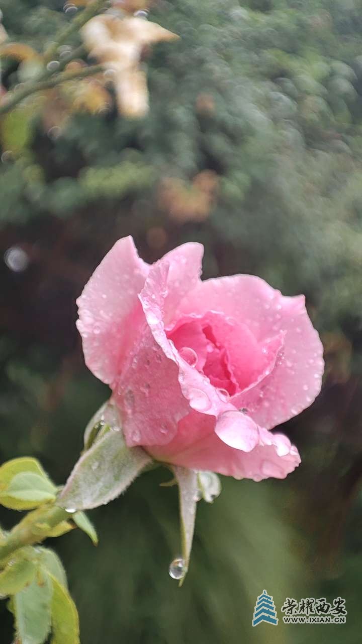 雨中即景