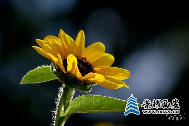fb83ac6cc8cb41f082b53f7d3b759f69~tplv-tt-shrink:640:0.jpg