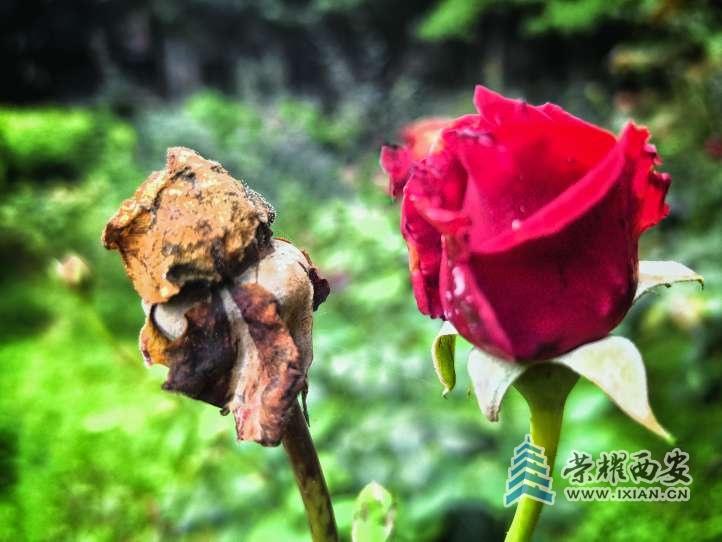 《永恒的陪伴》手機(jī)攝影/題詩(shī)：范群