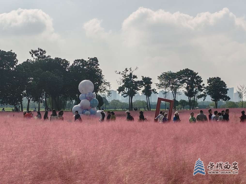 今天陽光燦爛，未央宮遺址公園粉黛草火了