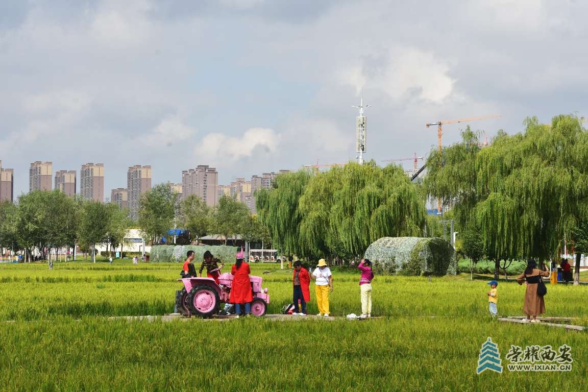 長安公園稻花香