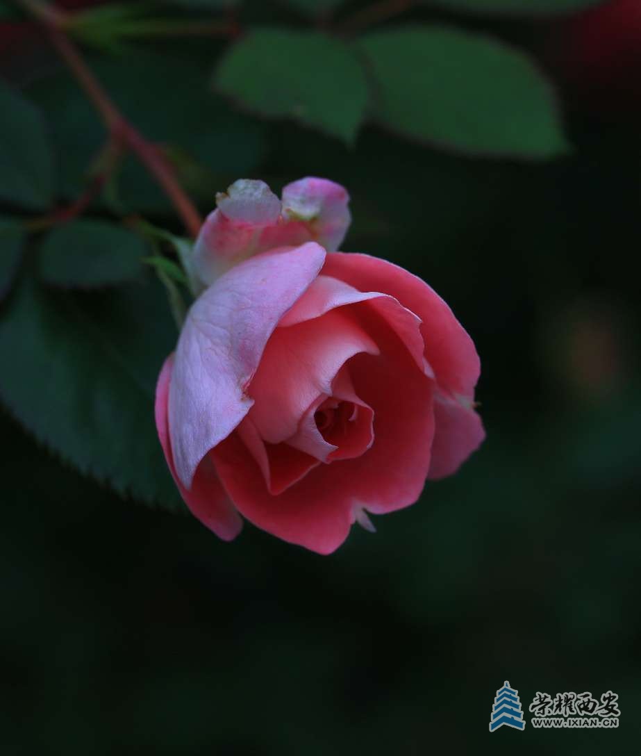 粉色月季