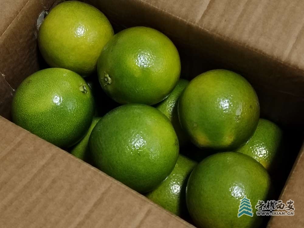 冰糖橙，芭芭農(nóng)場的收獲