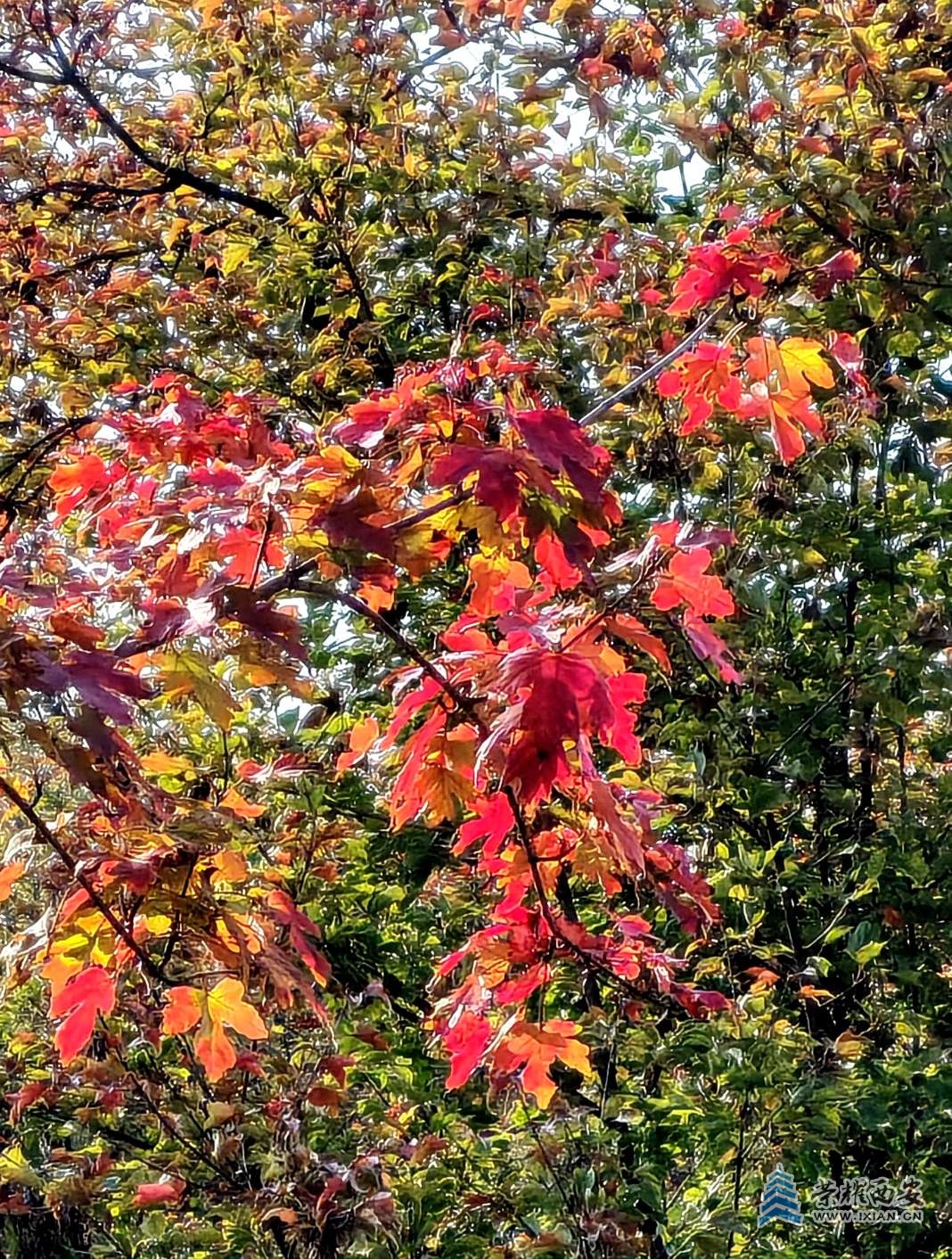 【長(zhǎng)安云開(kāi)見(jiàn)日光】興慶宮里秋高氣爽