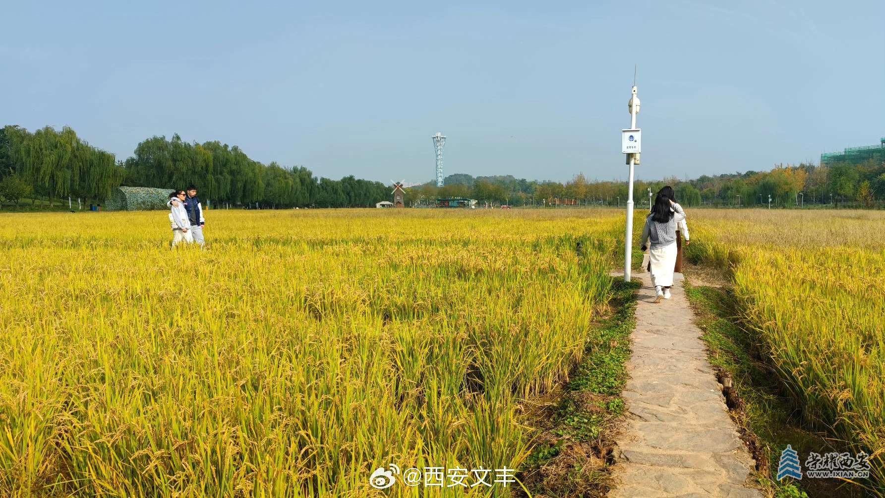 【長(zhǎng)安云開見日光】漫步長(zhǎng)安稻香園