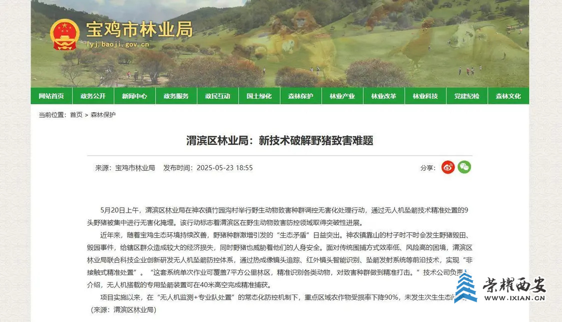 陕西一地用无人机捕杀吊运野猪，林业部门：经过报备，今年计划调控200头