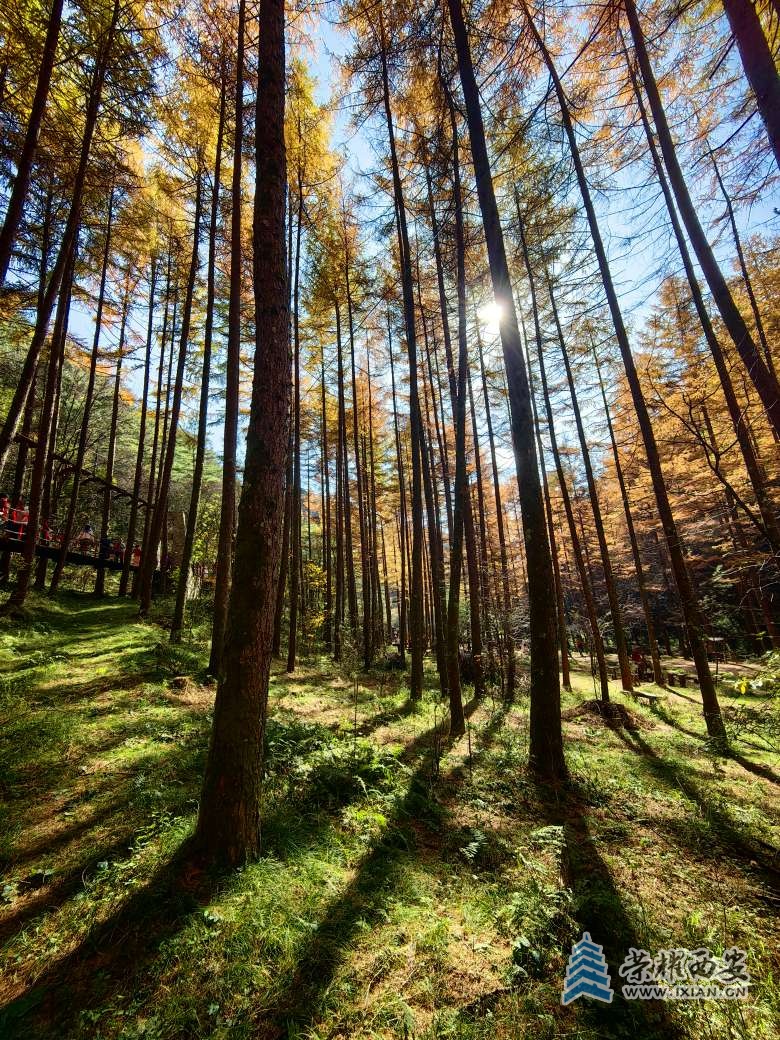 留壩情人谷秋色濃