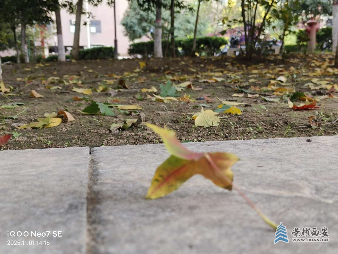 長(zhǎng)安云開見日光，看紅葉的好時(shí)光了。