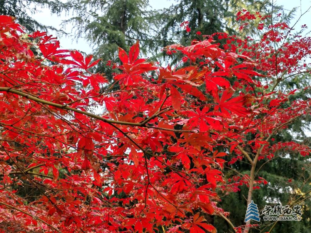 【长安云开见日光】世园会里的秋色