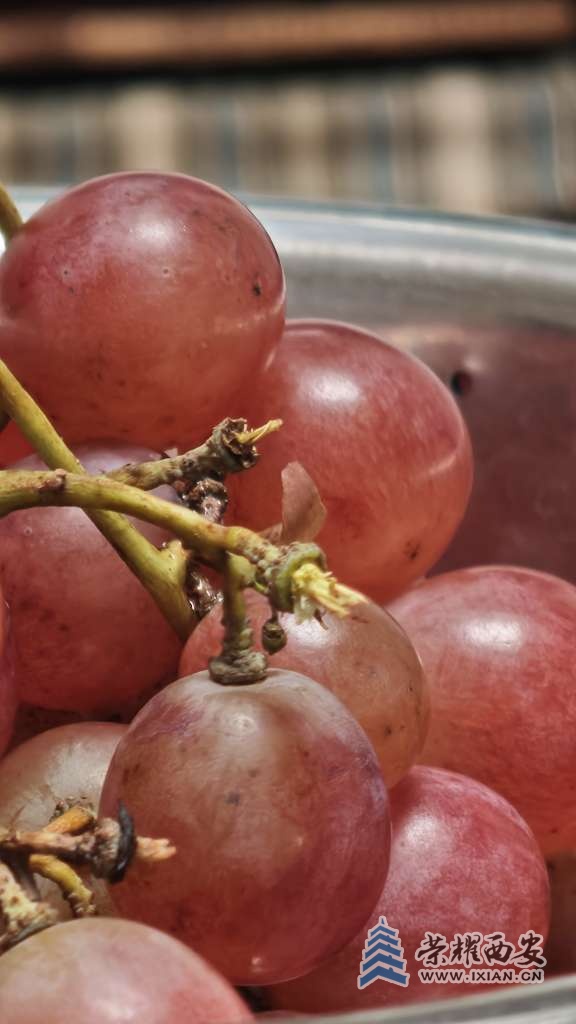 今年葡萄不值钱