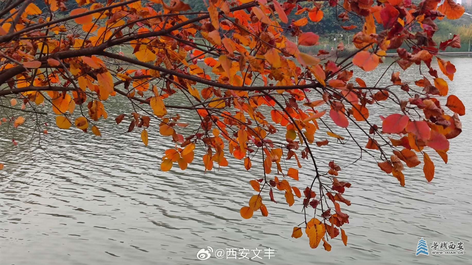 【长安云开见日光】雁鸣湖畔秋色浓