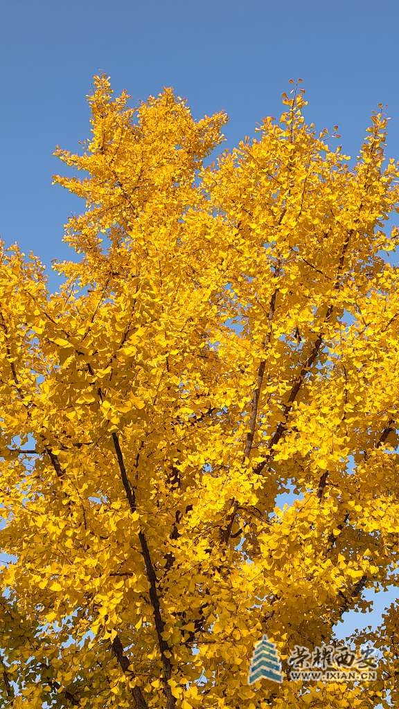 满城尽带黄金甲