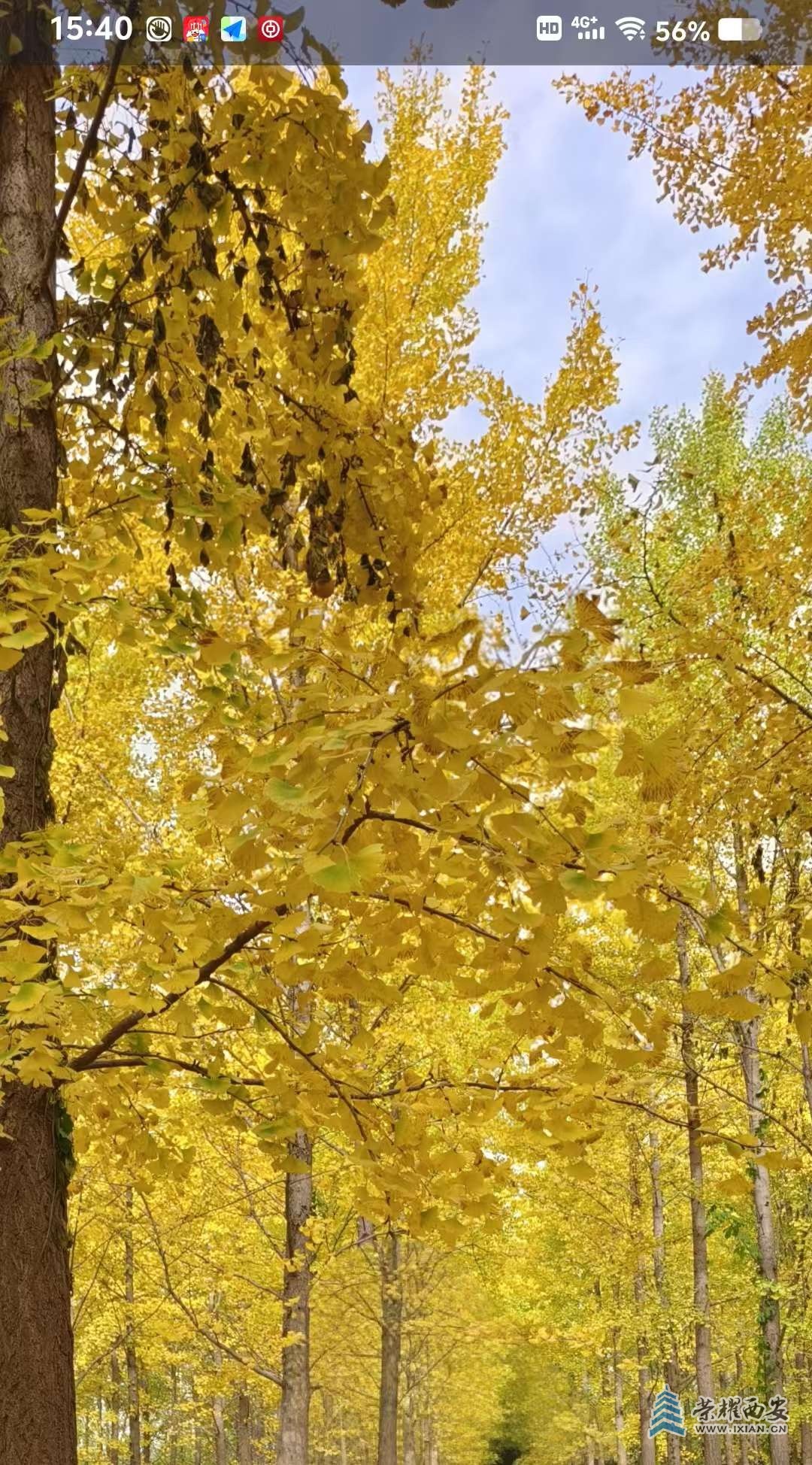 打卡漢陽陵銀杏林：赴一場(chǎng)銀杏葉的黃金盛宴