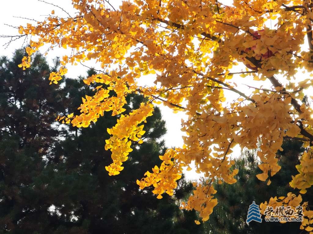 【长安云开见日光】初冬暖阳芙蓉园