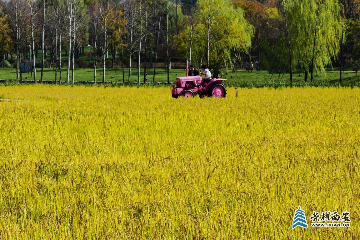 诗一首: 稻谷香