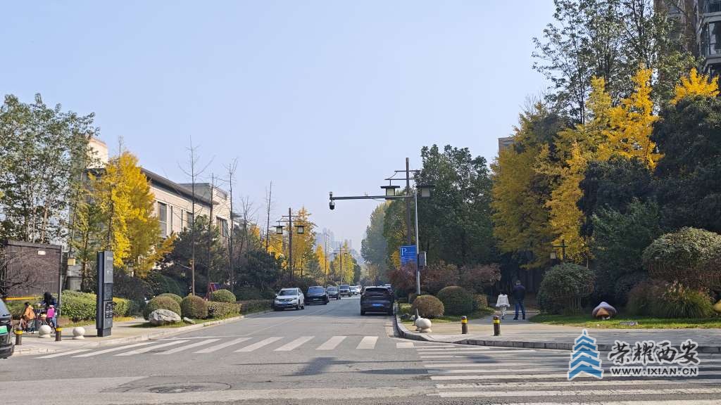 曲江池西路秋韵