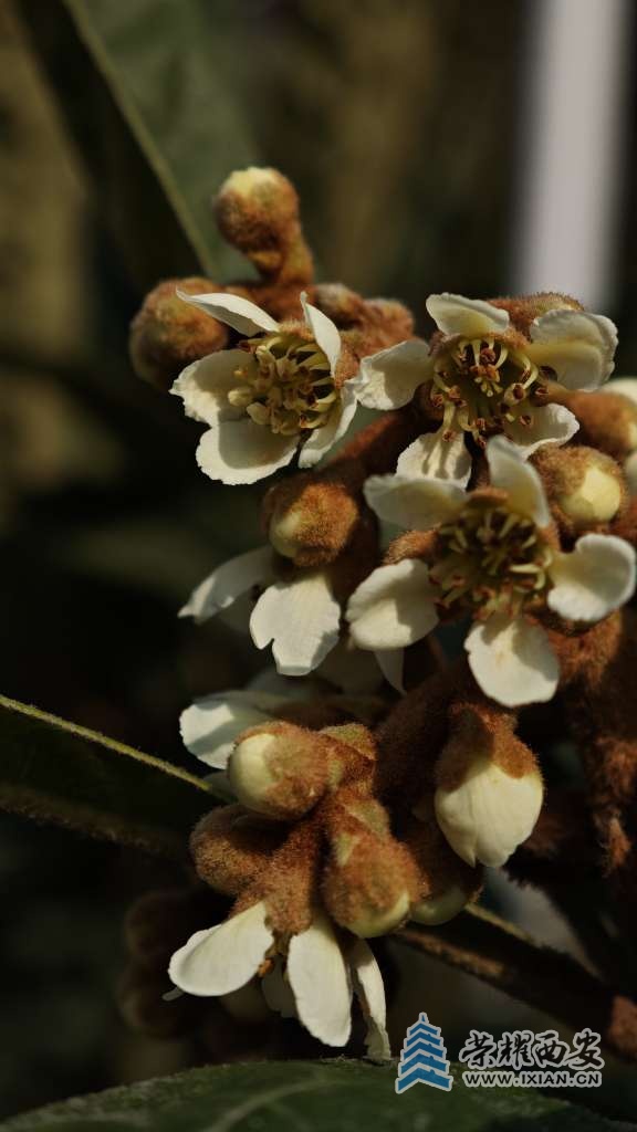 枇杷花喜欢冬天开