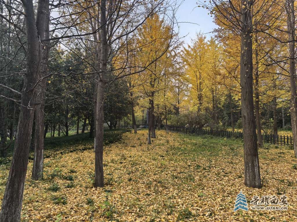 【长安云开见日光】郭杜森林公园秋景