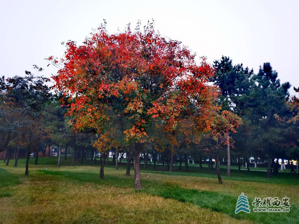 秋天的社区公园